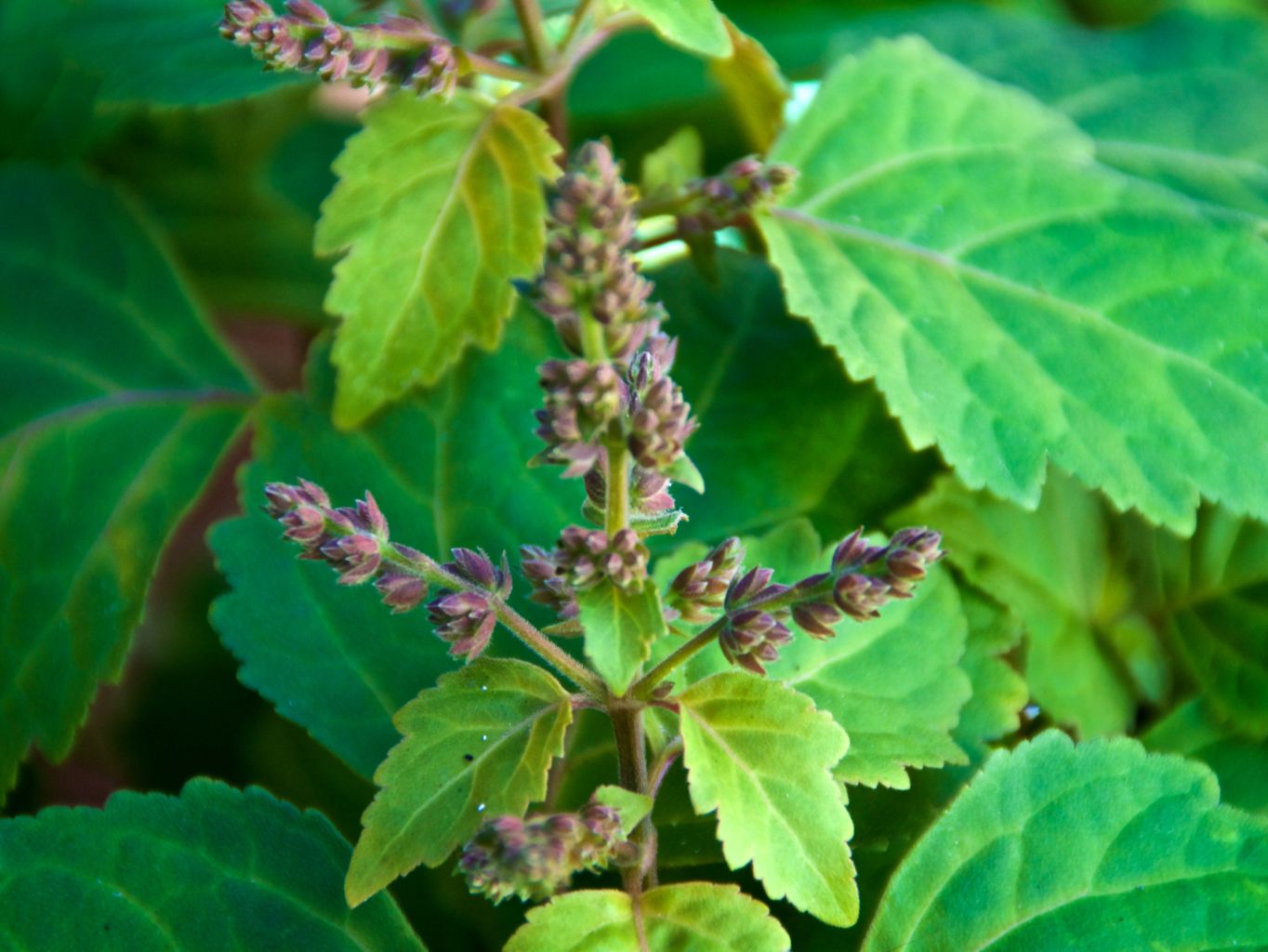 carbon - fotky podkategorii 1364x1024px (36)